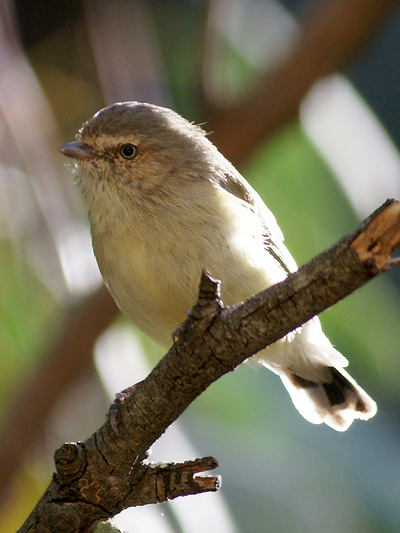 Weebill