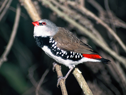 Diamond Firetail