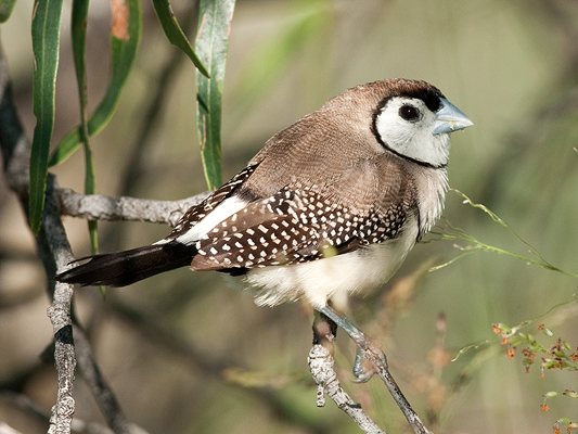 Double-barred Finch