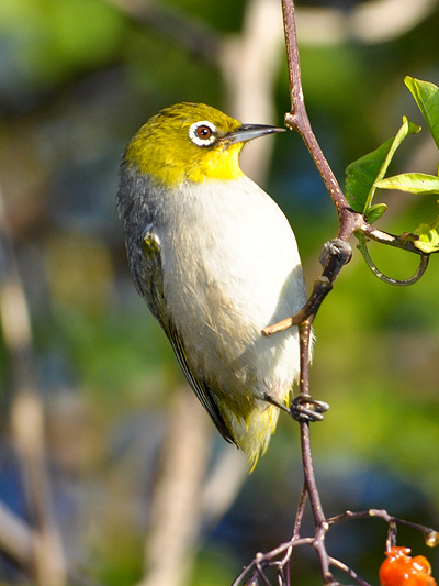 Silvereye