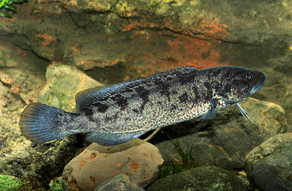 Fish; Gadopsis marmoratus; river blackfish