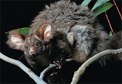 Greater glider.