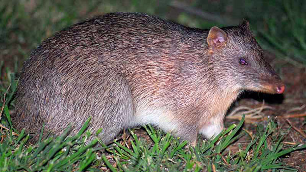 Bandicoot; Northern Brown Bandicoot; Isodon macrourus