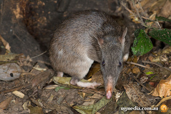 Bandicoot; Long-nosed Bandicoot; Perameles nasuta