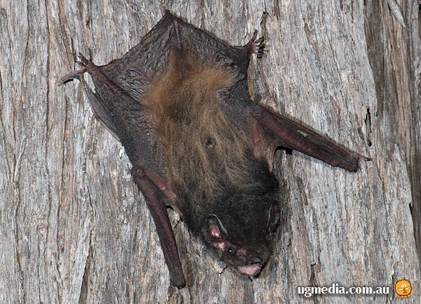 Gould's Wattled Bat; Chalinolobus gouldii