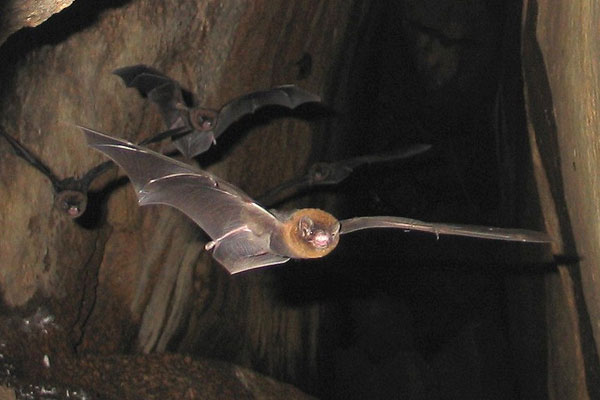 Common Bent-wing Bat; Miniopterus schreibersii