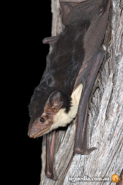 Yellow-bellied Sheathtail Bat; Saccolaimus flaviventris