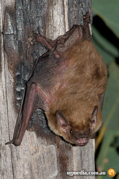 Little Broad-nosed Bat; Scotorepens greyii