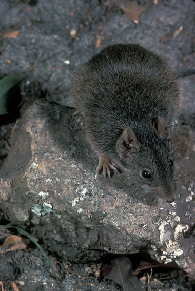 Yellow-footed Antechinus; Antechinus flavipes flavipes 