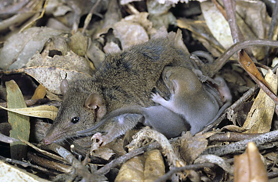 Brown Antechinus; Antechinus stuartii