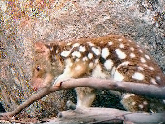 Spotted-tailed Quoll; Dasyurus maculatus maculatus