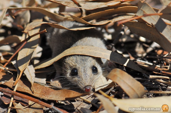 Common Dunnart; Sminthopsis murina murina