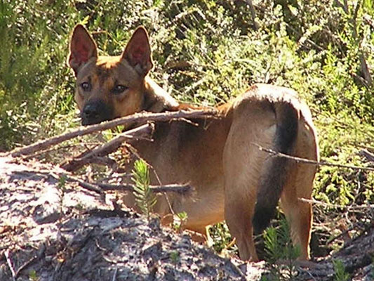 Feral Dog; Canis familiaris