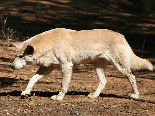 Dingo; Canis lupus dingo