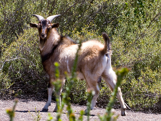Feral Goat; Capra hircus 