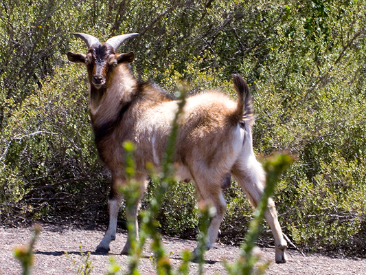 Capra Hircus