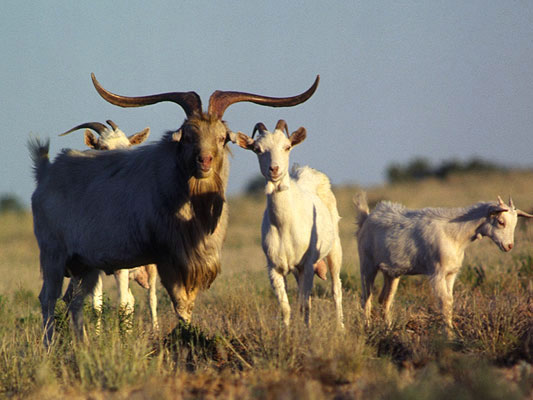 Feral Goat; Capra hircus 