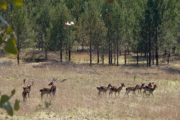 Fallow Deer; Dama dama