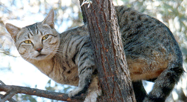 Feral Cat; Felis catus