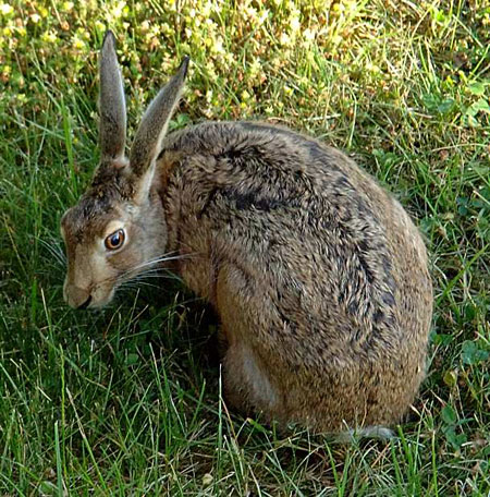 Brown Hare; Lepus capensis