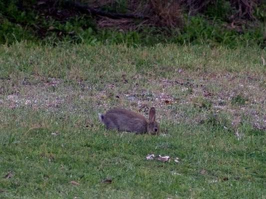 European Rabbit; Oryctolagus cuniculus