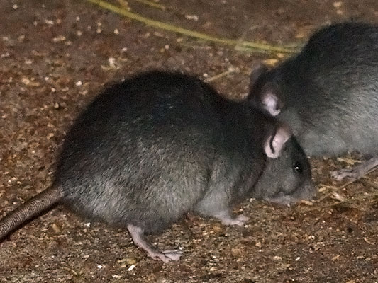 Ship Rat, Black Rat; Rattus rattus