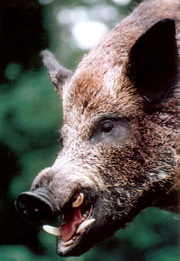 Feral Pig; Sus scrofa