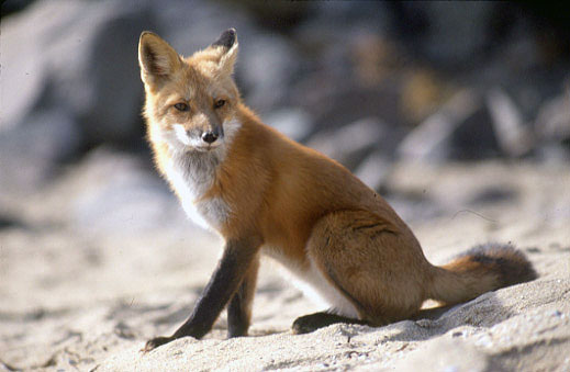 Red Fox; Vulpes vulpes