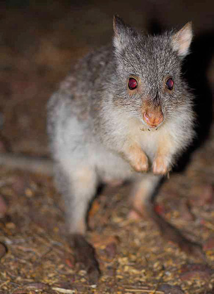 Rufous Bettong; Macropus giganteus