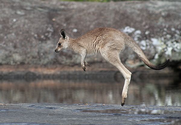 Eastern grey kangaroo; Macropus giganteus