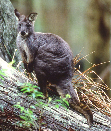 Common Wallaroo; Macropus robustus