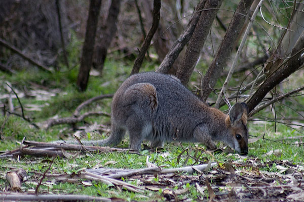 Red-necked Wallaby; Macropus rufogriseus