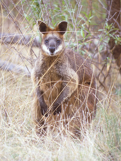 Swamp Wallaby; Wallabia bicolor