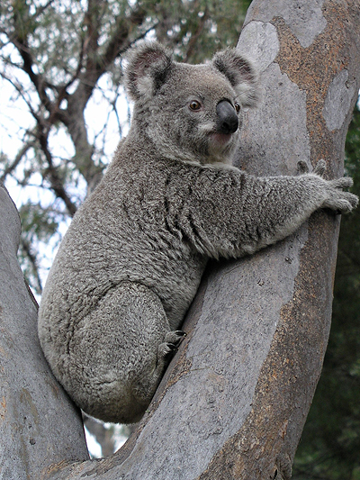Mammal; Marsupial; Koala; Phascolarctidae, Phascolarctos cinereus