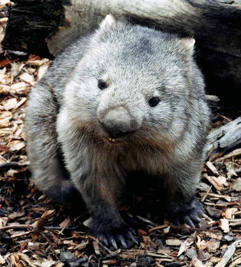 Common Wombat; Vombatus ursinus