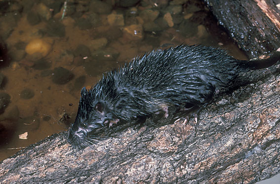 Rakali, Water Rat; Hydromys chrysogaster