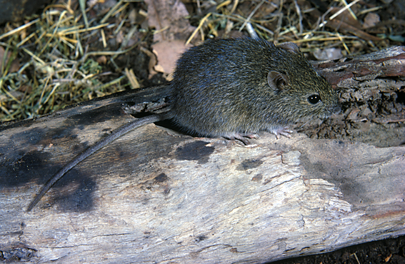 Eastern Chestnut Mouse; Pseudomys gracilicaudatus