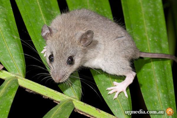 Bush Rat; Rattus fuscipes
