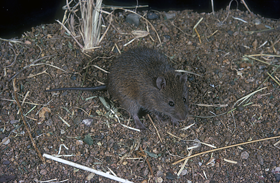 Swamp Rat; Rattus lutreolus