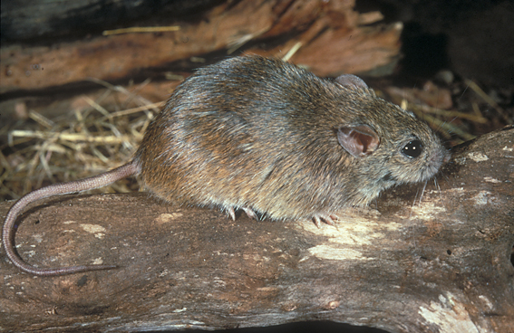 Pale Field-rat; Rattus tunneyi