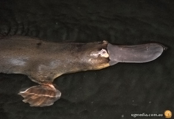 Platypus; Ornithorhynchus anatinus