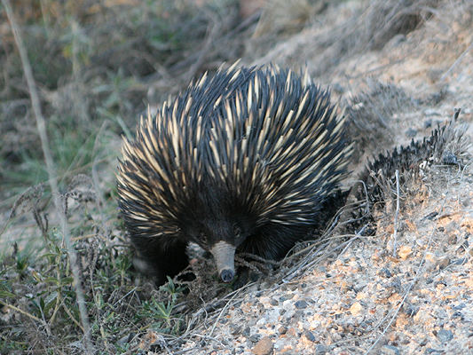 Echidna; Short-beaked echidna, Spiny anteater; Tachyglossus aculeatus