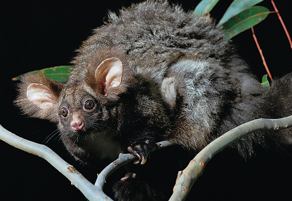 Mammal; Marsupial; Possums and Gliders; Greater Glider; Pseudocheiridae, Petauroides volans