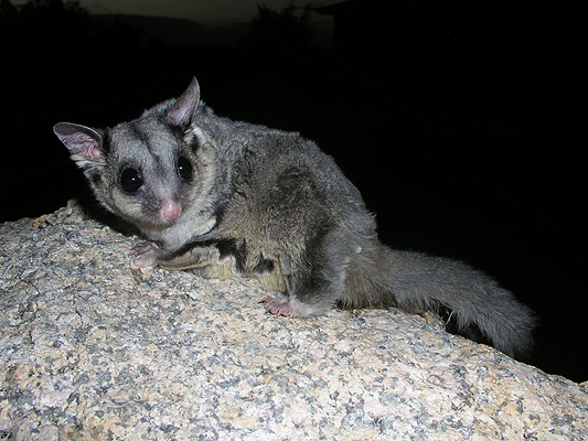 Mammal; Marsupial; Possums and Gliders; Sugar glider; Petauridae, Petaurus breviceps