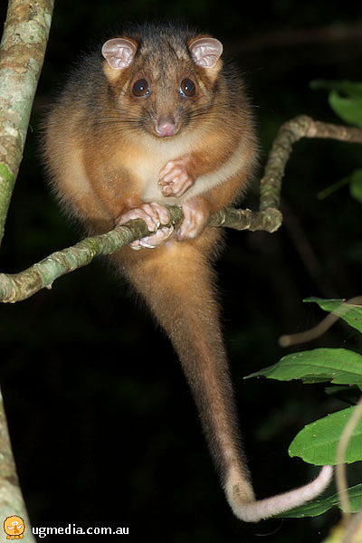 Common Ringtail Possum; Pseudocheirus peregrinus