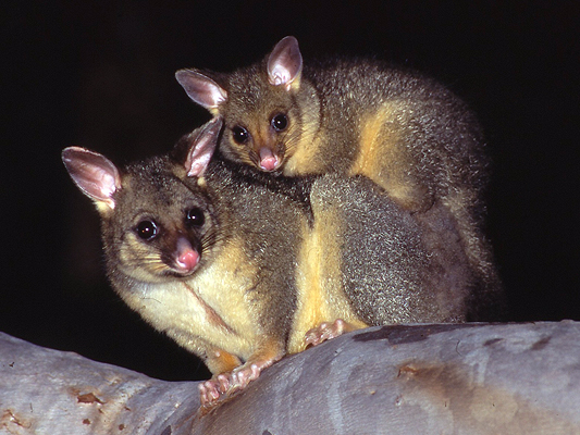 Mammal; Marsupial; Possums and Gliders; Common brushtail possum; Phalangeridae, Trichosurus vulpecula