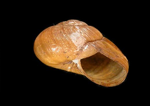 New England Carnivorous Snail shell
