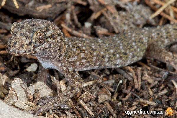 Bynoe's Gecko; Heteronotia binoei