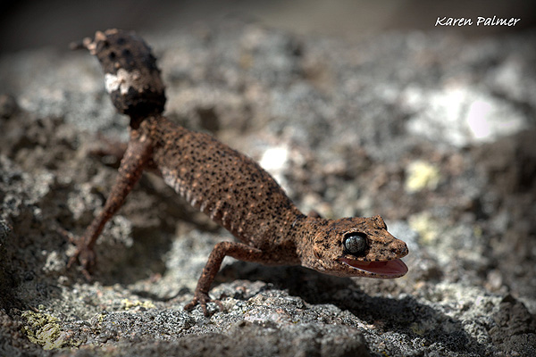 Border Thick-tailed Gecko; Uvidicolus sphyrurus