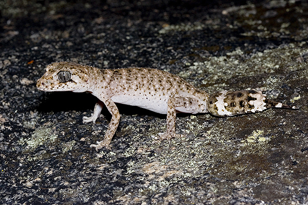 Border Thick-tailed Gecko; Uvidicolus sphyrurus